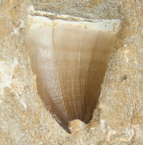 Very Wide Mosasaur (Prognathodon) Tooth In Matrix #14274
